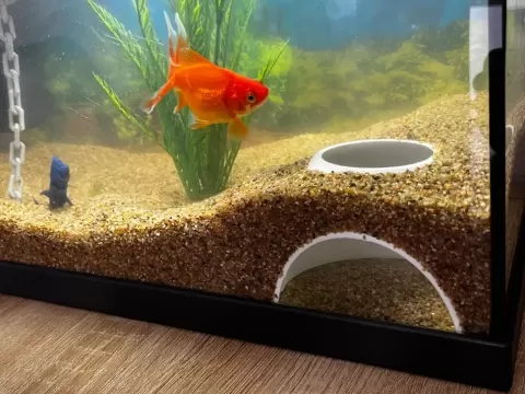 Fish tank underground hiding cave