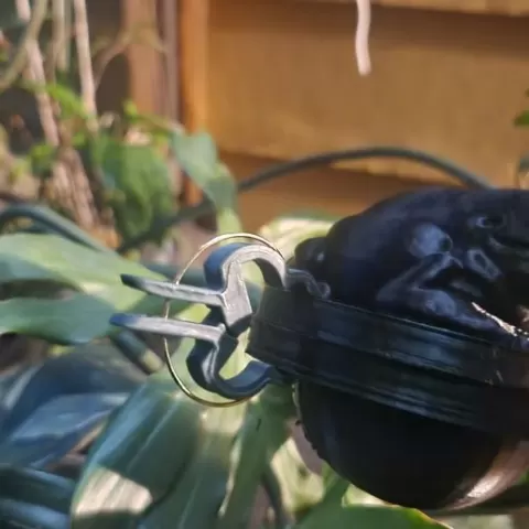 Tree Frog Propagator