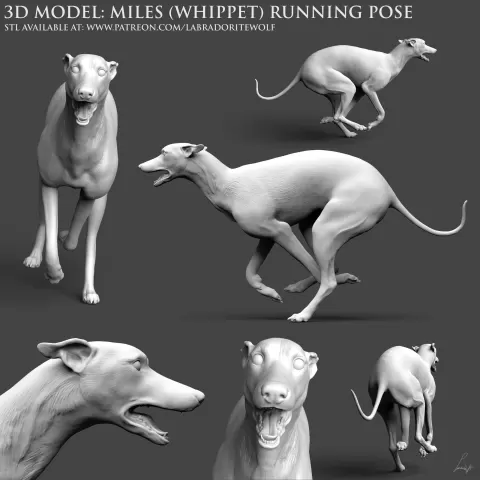 Miles (Whippet) Running Pose - LabradoriteWolf