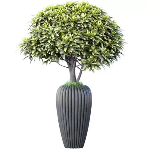 Decorative tree,bush,shrub in a gray designer vase,planters,flowerpot Georgia. Art Deco Indoor plant ,Houseplant for Porch ,Terrace,balcony,Entrance group