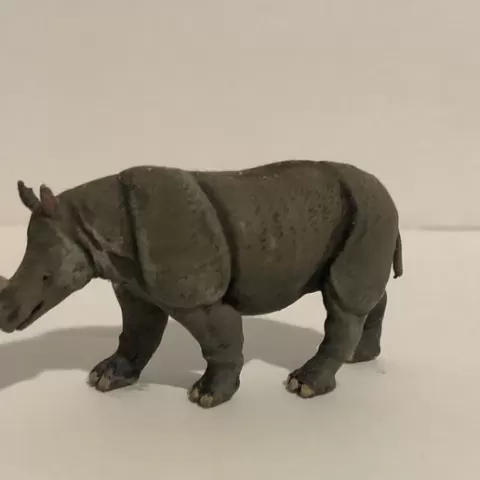 Javan Rhino