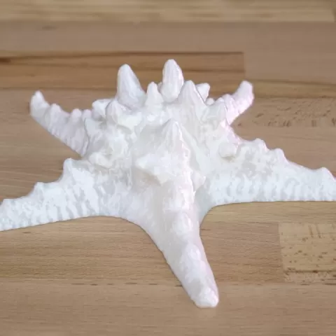 Starfish photogrammetry scan by Mikolas Zuza
