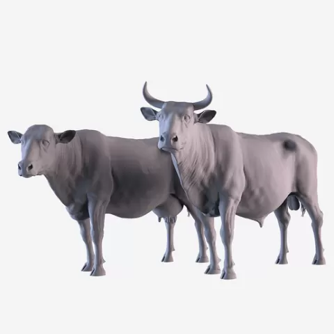 Cow and Bull