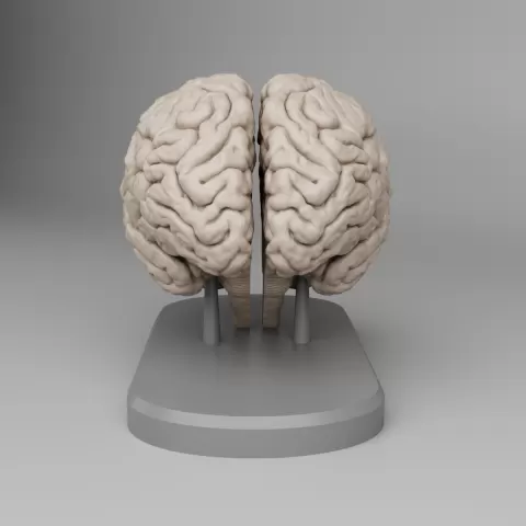 Brain Anatomy Cross-Section with Magnets