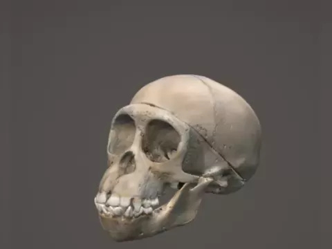 Chimpanzee skull - neagww