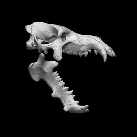 Daeodon Shoshonensis