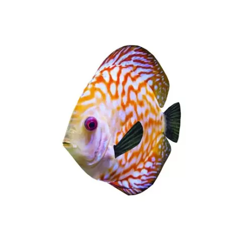 FISH CORAL CORAL GOLD FISH ANATOMY CARP WATER RIVER OCEAN SEA FISHING ANIMAL CARP SALMON SHARK SKELETON FISH 3D OCEAN REPTILE