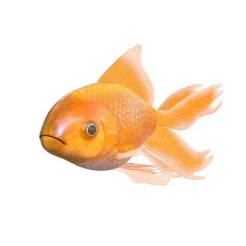 FISH GOLD FISH ANATOMY CARP WATER RIVER OCEAN SEA OCEAN SEA FISHING ANIMAL CARP SALMON SHARK SKELETON FISH 3D OCEAN REPTILE