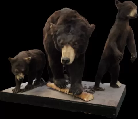 3 Bears - Lee Nicholaon
