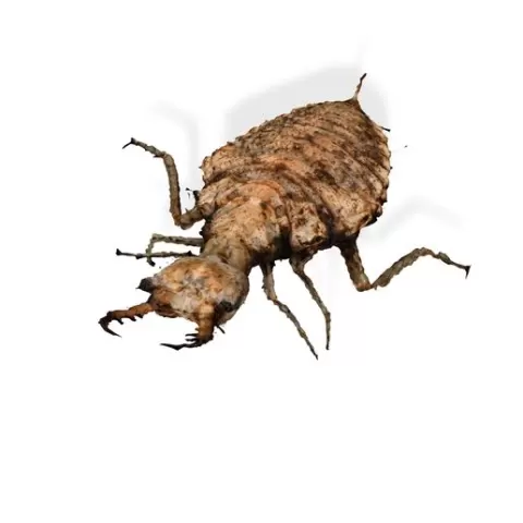 Termite BEETLE Blaps Mortisaga AMPHIBIAN BEETLE INSECT BUG ANT ANIMAL ANATOMY 3D MODEL WATER OCEAN RIVER
