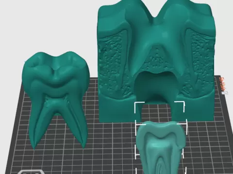 Maqueta de erupcon dental