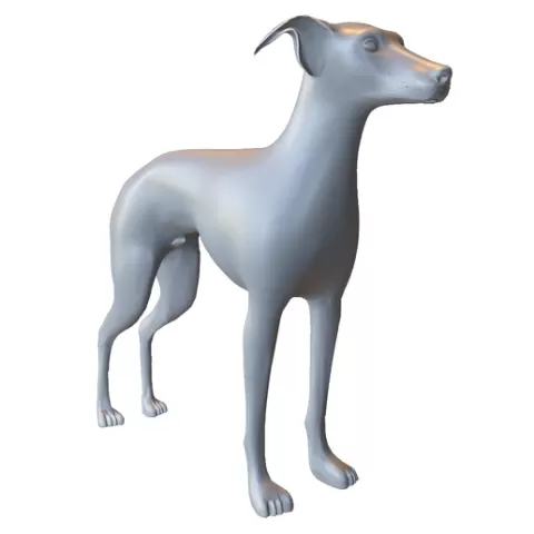 Greyhound Dog
