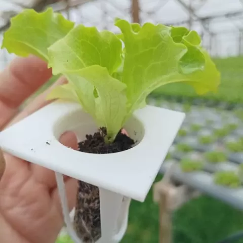 Hydroponic Vessel