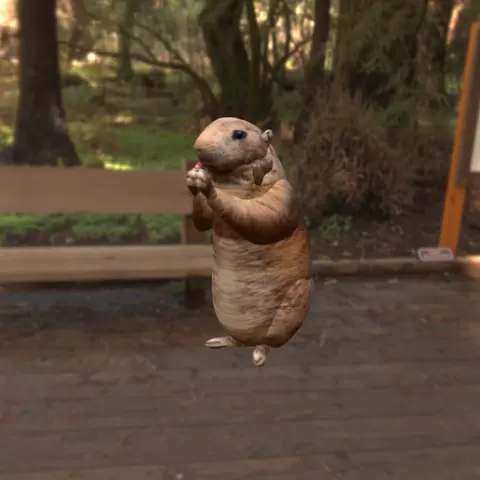 Hamster
