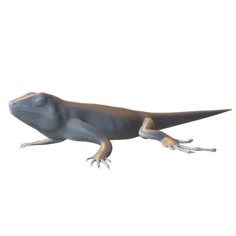 Realistic Salamander Lizard