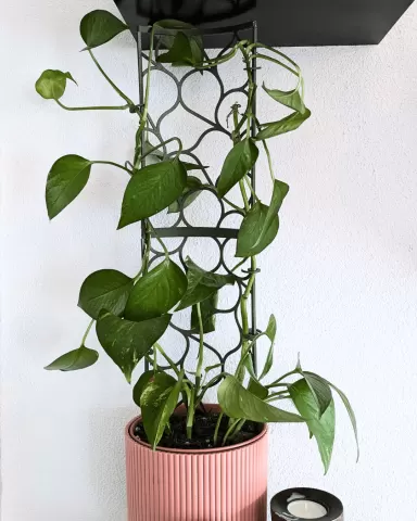 Modular Trellis Lattice01