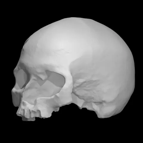 Cro-Magnon - Homo Sapiens Sapiens Female Skull by Anatomical Museum