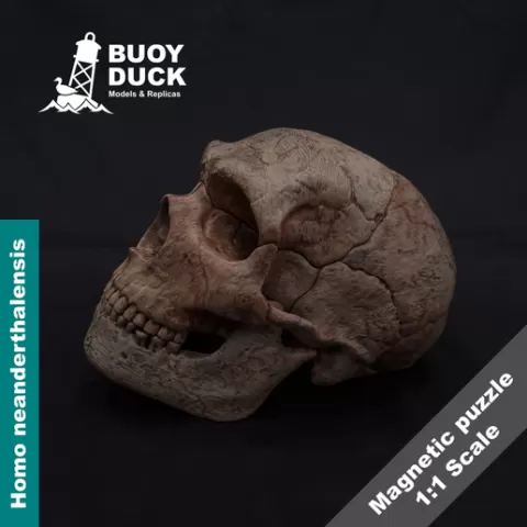 Neanderthal skull