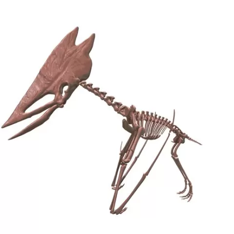 Thalassodromeus: Complete skeleton