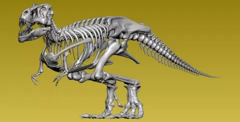 Dinosaur complete skeleton 3D print - Rubber Duck