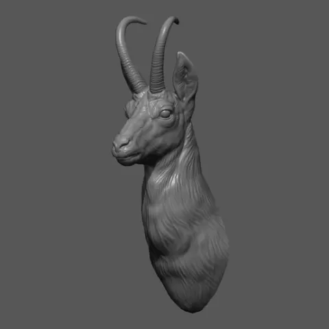 Alpine chamois bust