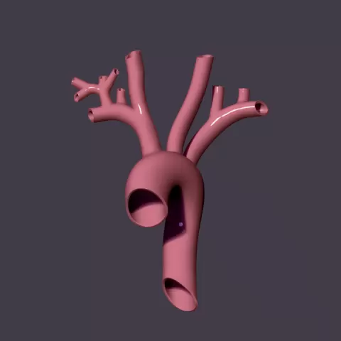 human aorta by Viktoriya Kabanova