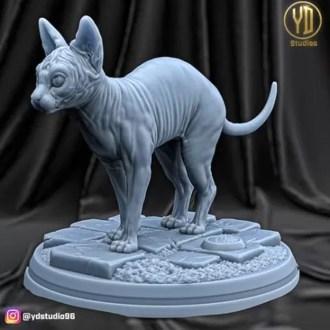 Sphynx cat
