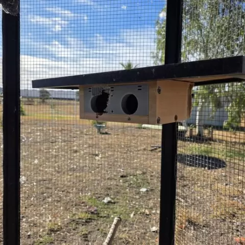 Under shelf corner Budgie Bird Box