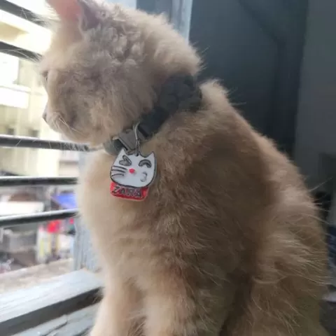 CAt TAg without Name