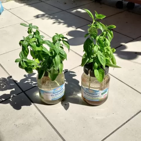 Jam Jar Hydroponic Planter