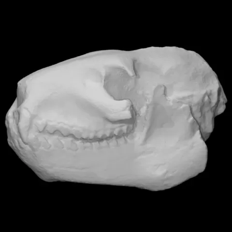Vertebrate: Merycoidodon culbertsoni (PRI 50653) by Digital Atlas of Ancient Life