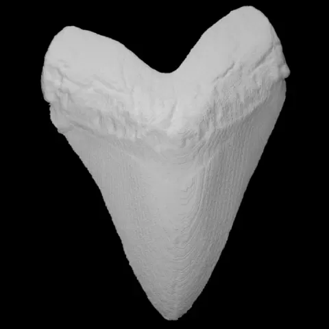 Vertebrate: Carcharocles megalodon (PRI 55188) by Digital Atlas of Ancient Life