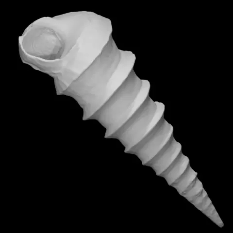 Gastropod: Turritella mortoni postmortoni (PRI) by Digital Atlas of Ancient Life