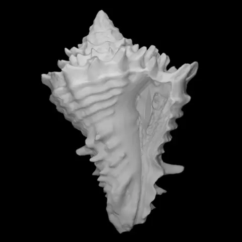 Gastropod: Hystrivasum locklini (PRI 70721) by Digital Atlas of Ancient Life