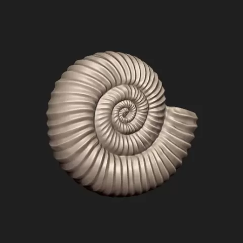 Ammonite