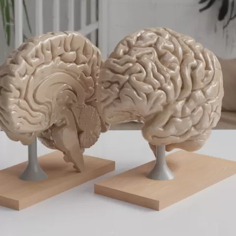 Neuro 3D: Detailed Nervous System Models