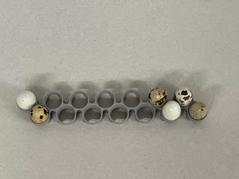 Maticoopx Incubator Quail Egg Tray (Regular sized eggs)
