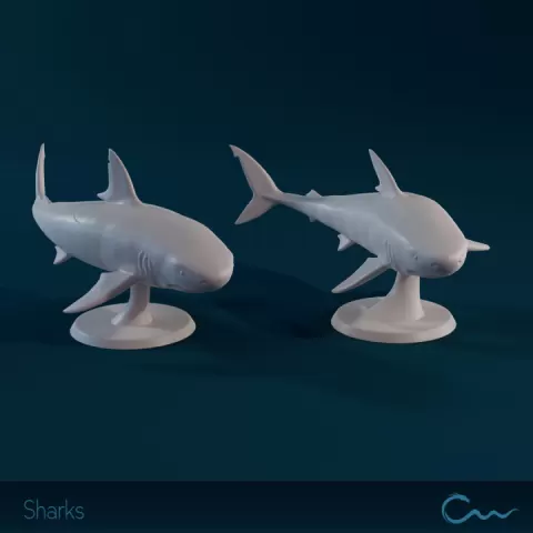 Sharks by The Cape Wyrm