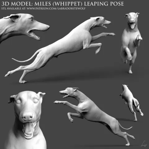 Miles (Whippet) Leaping Pose by LabradoriteWolf