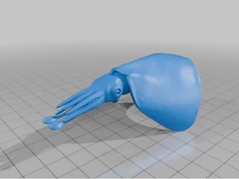 Taningia Squid