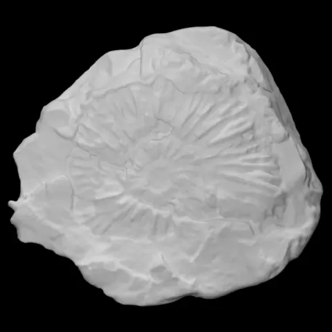 Pectinatites (Pectinatites) strahani by Amgueddfa Cymru - National Museum Wales