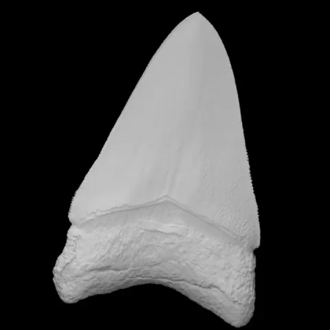 Megalodon fossil shark tooth by The Lapworth Museum of Geology