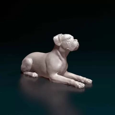 Boxer lying down