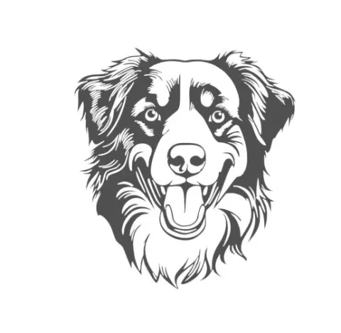 Australian Shepherd
