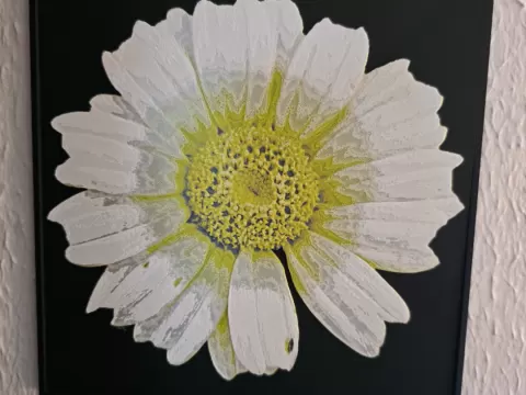 Garland Daisy - HueForge