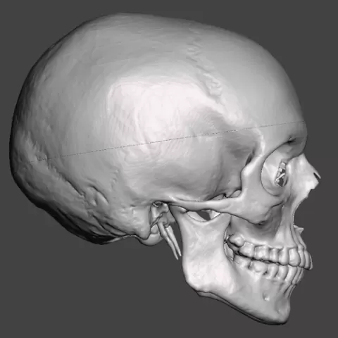 Anatomically correct human skull