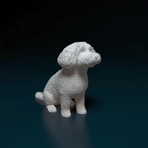 Mini Poodle cross