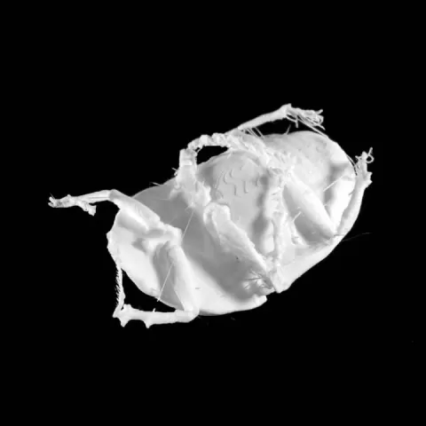 Bug by Scan The World