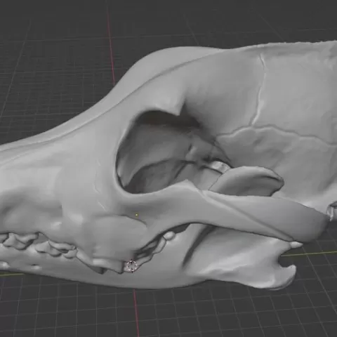 Wolf skull 3D Scan
