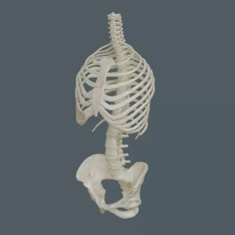 Highly Detailed Human Rib Cage Spine And Pelvis Anatomy 3D Model For Medical And Educational Use by Segovia Veronica